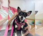 Small #4 Chihuahua