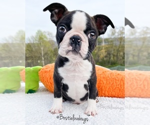 Boston Terrier Puppy for Sale in ODENVILLE, Alabama USA