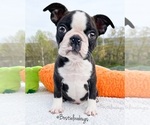 Small Photo #1 Boston Terrier Puppy For Sale in ODENVILLE, AL, USA