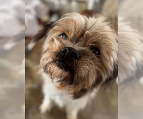 Medium Photo #2 Maltese-Unknown Mix Puppy For Sale in Grafton, WI, USA