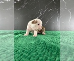 Small Photo #100 Boston Terrier Puppy For Sale in TULARE, CA, USA