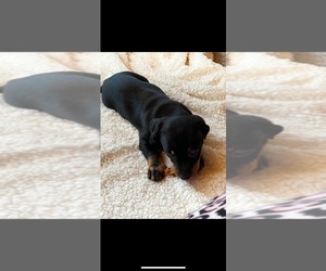 Chiweenie Dogs for adoption in WARTBURG, TN, USA