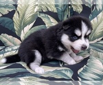 Small Photo #13 Pomsky Puppy For Sale in WINDERMERE, FL, USA