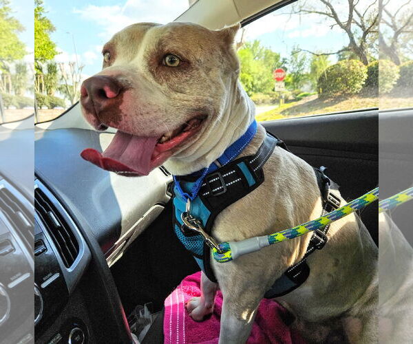 Medium Photo #5 American Staffordshire Terrier-Unknown Mix Puppy For Sale in Tampa, FL, USA