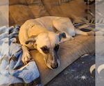 Small Photo #2 Mutt Puppy For Sale in Coldwater, MI, USA