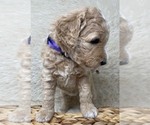 Small Photo #30 Double Doodle Puppy For Sale in PIERSON, FL, USA