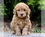 Small #3 Goldendoodle (Miniature)