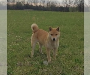 Shiba Inu Puppy for sale in MONETT, MO, USA