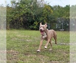 Small #3 American Pit Bull Terrier Mix