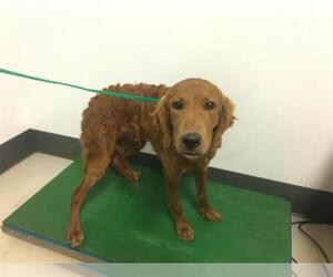 Irish Setter-Unknown Mix Dogs for adoption in Corona, CA, USA