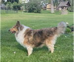 Small #2 Collie