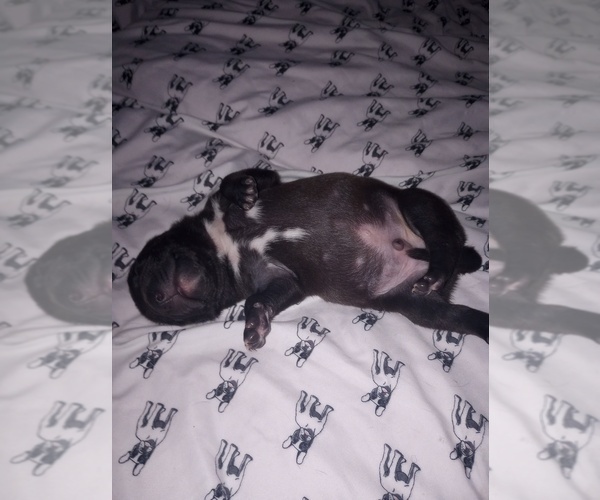Medium Photo #13 American Staffordshire Terrier Puppy For Sale in JACKSONVILLE, FL, USA