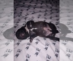 Small Photo #13 American Staffordshire Terrier Puppy For Sale in JACKSONVILLE, FL, USA