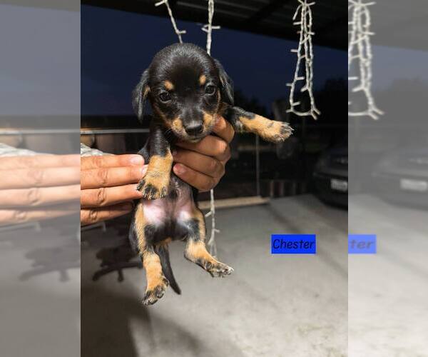 Medium Photo #1 Schweenie Puppy For Sale in Brewster, NY, USA
