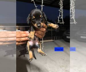 Schweenie Dogs for adoption in Brewster, NY, USA