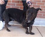 Small Photo #1  Puppy For Sale in , 