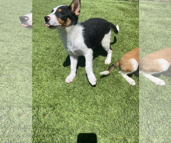 Medium Photo #4 Australian Shepherd-Unknown Mix Puppy For Sale in La Verne, CA, USA