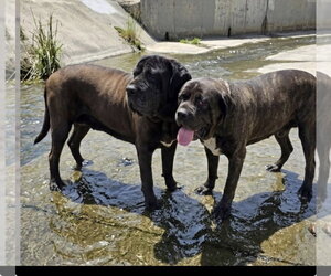 Mastiff Dogs for adoption in Goodyear, AZ, USA