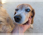 Small #1 Beagle
