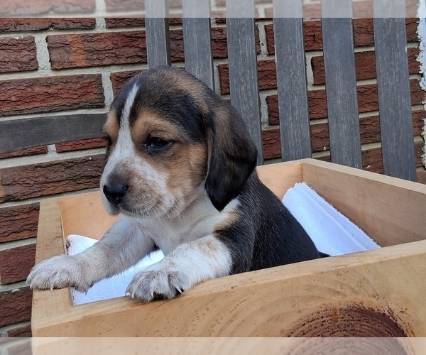 Medium Photo #20 Beagle Puppy For Sale in BLAIRSVILLE, GA, USA