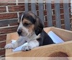 Small #19 Beagle