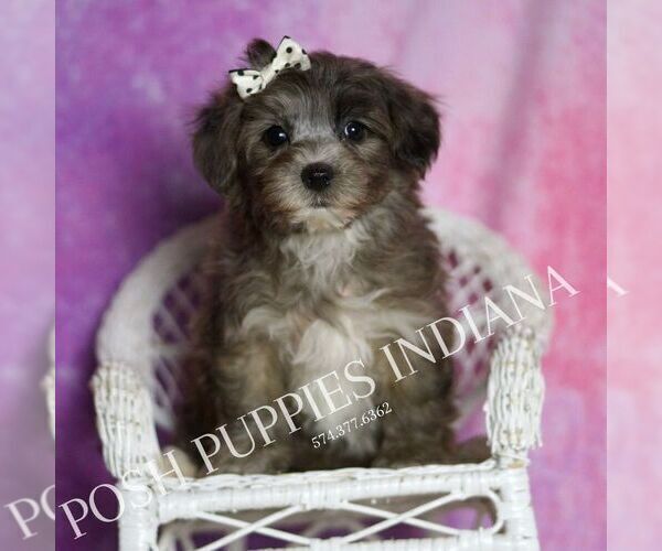 Medium Photo #3 Yorkipoo Puppy For Sale in WARSAW, IN, USA