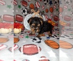 Puppy 1 Yorkshire Terrier