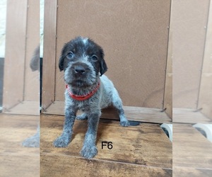 Wirehaired Pointing Griffon Puppy for Sale in DAYTON, Texas USA