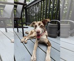Small #1 Catahoula Leopard Dog Mix