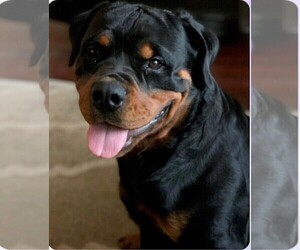 Father of the Rottweiler puppies born on 07/23/2023