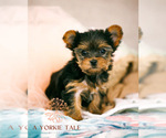 Puppy Cocoa Yorkshire Terrier