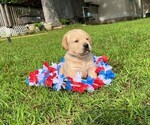 Small Labrador Retriever