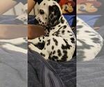 Small Photo #4 Dalmatian Puppy For Sale in JAMESTOWN, NY, USA