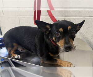 Chihuahua Dogs for adoption in San Bernardino, CA, USA