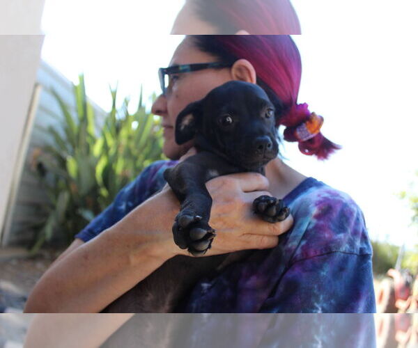 Medium Photo #3 Chihuahua Puppy For Sale in Imperial Beach, CA, USA