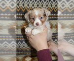 Small Photo #32 Miniature Australian Shepherd Puppy For Sale in ADAIR VILLAGE, OR, USA