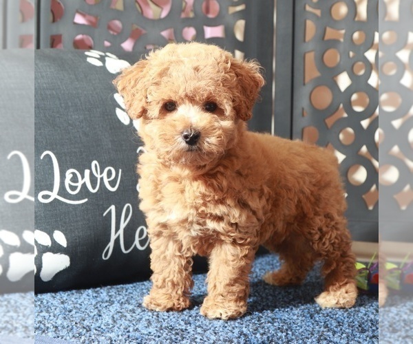 Medium Photo #2 Poochon Puppy For Sale in MOUNT VERNON, OH, USA