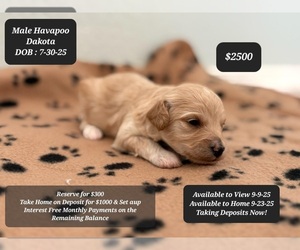 Poovanese Puppy for sale in TUCSON, AZ, USA
