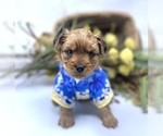 Puppy 4 YorkiePoo