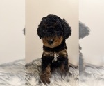 Puppy Sky Poodle (Miniature)