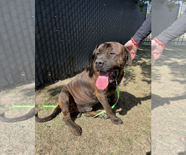 Medium Photo #9 Mastiff-Unknown Mix Puppy For Sale in Goodyear, AZ, USA