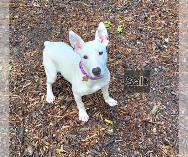 Medium Photo #14 Bull Terrier-Unknown Mix Puppy For Sale in Ellijay, GA, USA