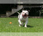 Small #1 American Bulldog Mix