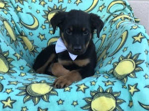 Rottweiler Puppy for sale in EAST EARL, PA, USA