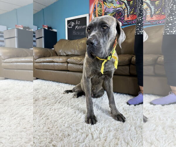 Medium Photo #14 Mutt Puppy For Sale in Goodyear, AZ, USA
