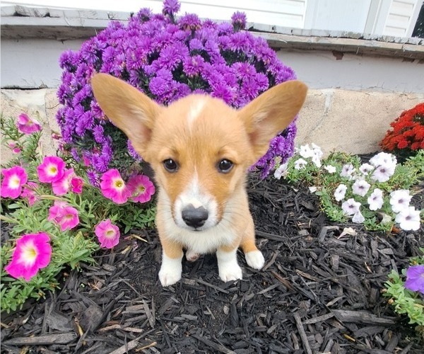 Medium Photo #5 Pembroke Welsh Corgi Puppy For Sale in SHILOH, OH, USA