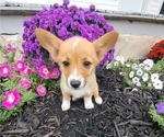 Small #4 Pembroke Welsh Corgi