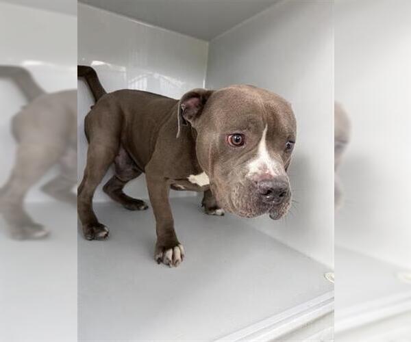 Medium Photo #1 Staffordshire Bull Terrier Puppy For Sale in Houston, TX, USA