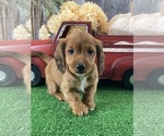 Small #2 Dachshund