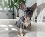 Small #2 French Bulldog